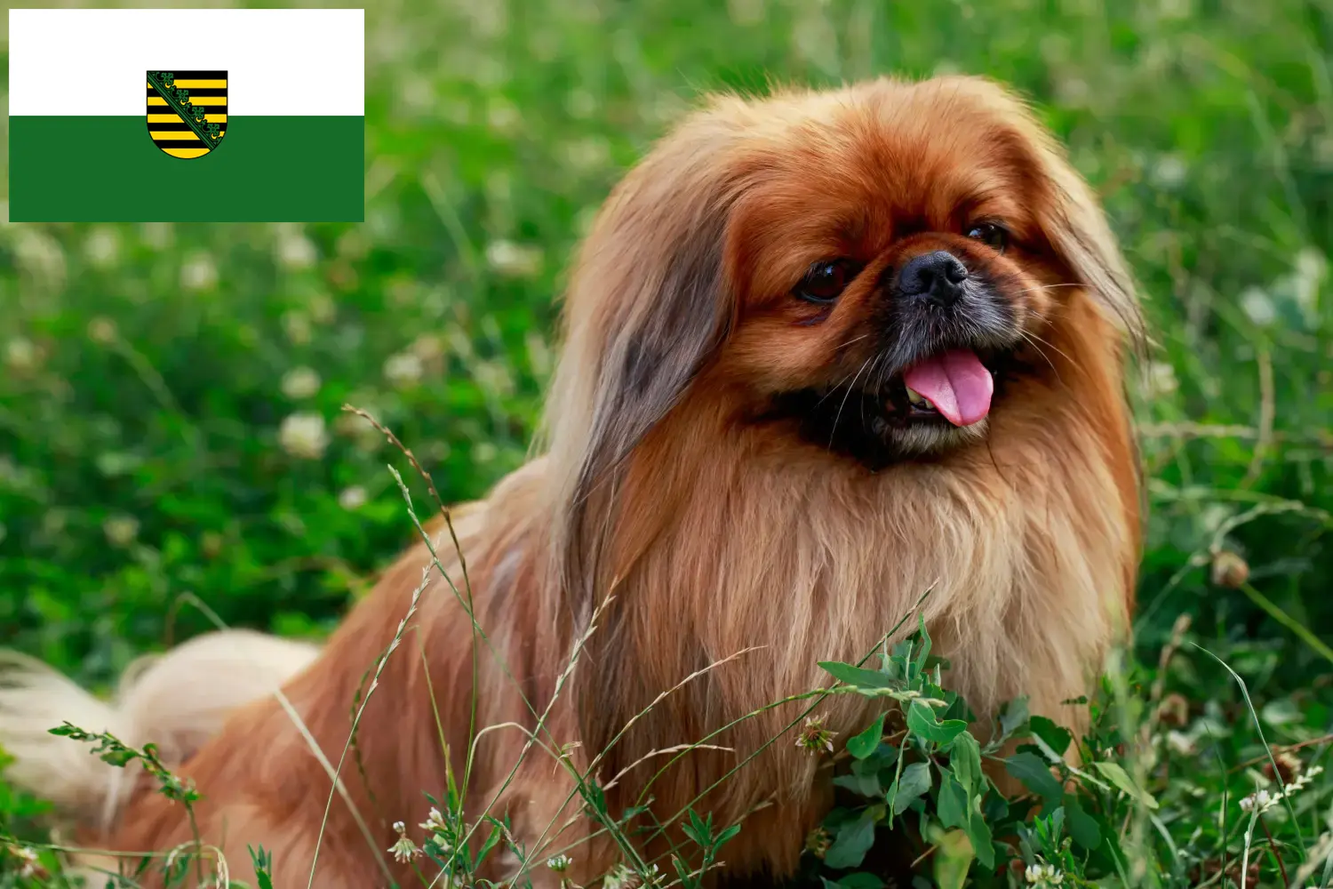 Read more about the article Pekingese crescători și căței în Saxonia