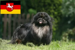 Read more about the article Pekingese crescători și căței în Saxonia Inferioară
