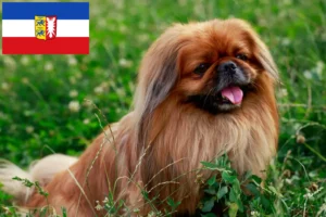 Read more about the article Pekingese crescători și căței în Schleswig-Holstein