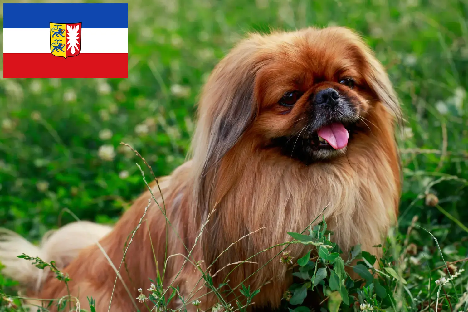 Read more about the article Pekingese crescători și căței în Schleswig-Holstein