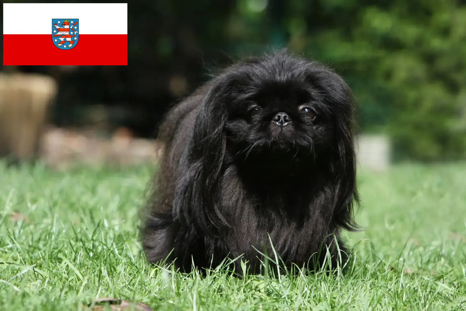 Read more about the article Pekingese crescători și căței în Thuringia