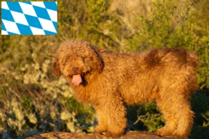 Read more about the article Perro de Agua Español crescători și căței în Bavaria