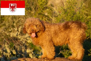 Read more about the article Perro de Agua Español crescători și căței în Brandenburg