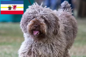 Read more about the article Perro de Agua Español crescători și căței în Mecklenburg-Vorpommern