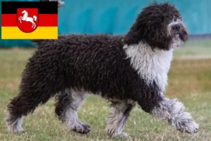 Read more about the article Perro de Agua Español crescători și căței în Saxonia Inferioară