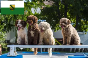 Read more about the article Perro de Agua Español crescători și căței în Saxonia
