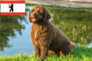 Read more about the article Perro de Agua Español crescători și căței în Berlin