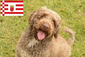 Read more about the article Perro de Agua Español crescători și căței în Bremen