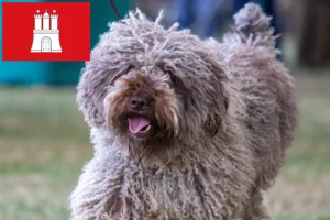 Read more about the article Perro de Agua Español crescători și căței în Hamburg