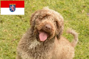 Read more about the article Perro de Agua Español crescători și căței în Hessen