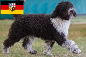 Read more about the article Perro de Agua Español crescători și căței în Saarland