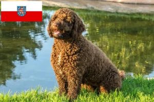 Read more about the article Perro de Agua Español crescători și căței în Thuringia