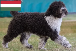 Read more about the article Perro de Agua Español crescători și căței în Ungaria