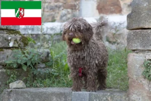 Read more about the article Perro de Agua Español crescători și căței în Renania de Nord-Westfalia