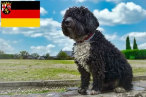 Read more about the article Perro de Agua Español crescători și căței în Renania-Palatinat