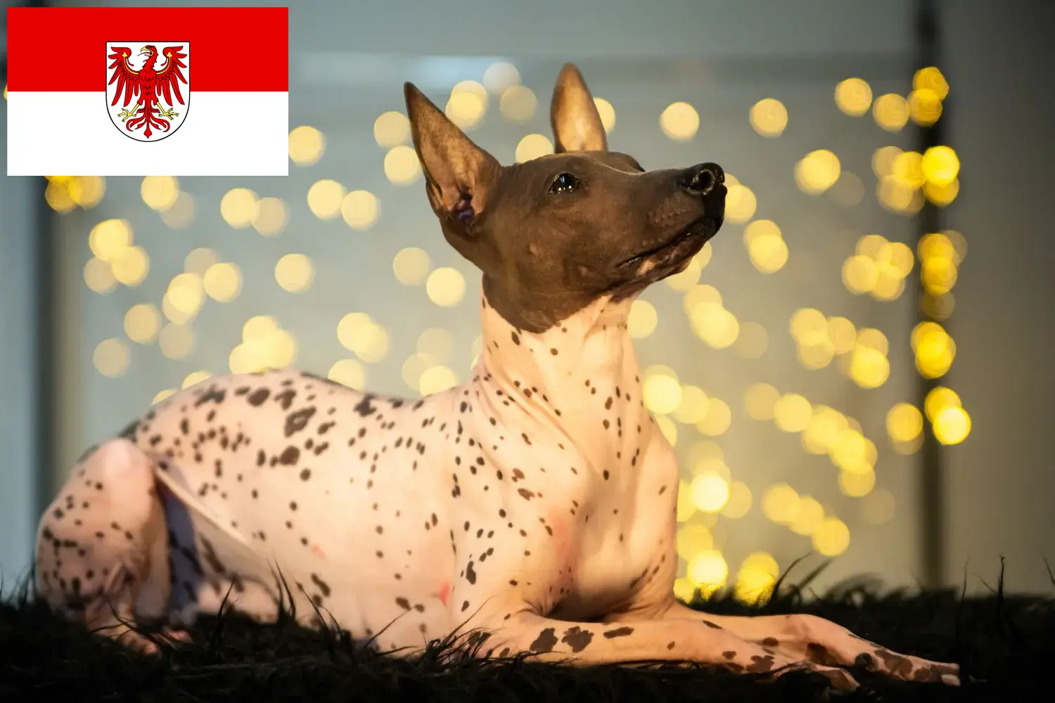 Read more about the article Peruvian Hairless Dog Breeder și cățeluși în Brandenburg