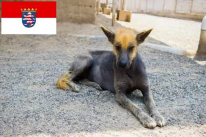 Read more about the article Peruvian Hairless Dog Breeder și cățeluși în Hessen