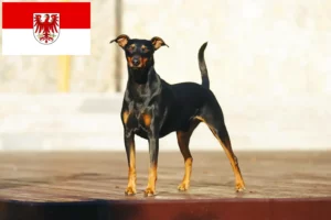 Read more about the article crescători de Pinscher German și căței în Brandenburg