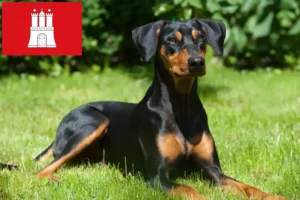 Read more about the article German Pinscher crescător și căței în Hamburg