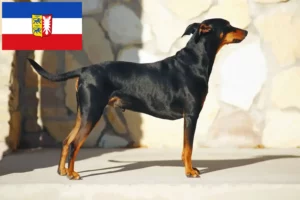 Read more about the article crescători de Pinscher German și căței în Schleswig-Holstein