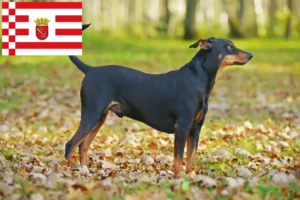 Read more about the article German Pinscher crescător și căței în Bremen
