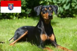 Read more about the article German Pinscher crescători și căței în Hessen