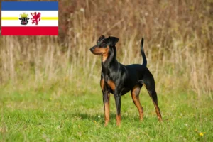 Read more about the article Crescători de Pinscher German și căței în Mecklenburg-Vorpommern