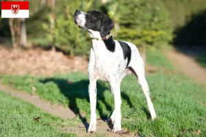 Read more about the article English Pointer crescători și căței în Brandenburg