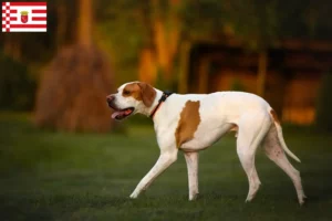Read more about the article English Pointer crescători și căței în Bremen