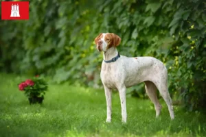 Read more about the article English Pointer crescători și căței în Hamburg