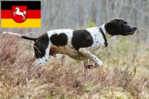 Read more about the article English Pointer crescători și căței în Saxonia Inferioară