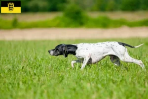 Read more about the article English Pointer crescători și căței în Baden-Württemberg