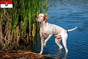 Read more about the article English Pointer crescători și căței în Hessen