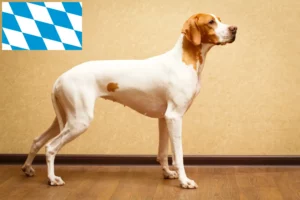 Read more about the article English Pointer crescători și căței în Bavaria