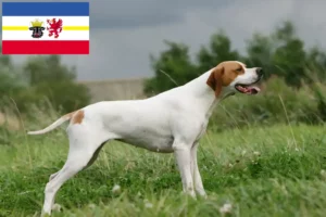 Read more about the article English Pointer crescători și căței în Mecklenburg-Vorpommern