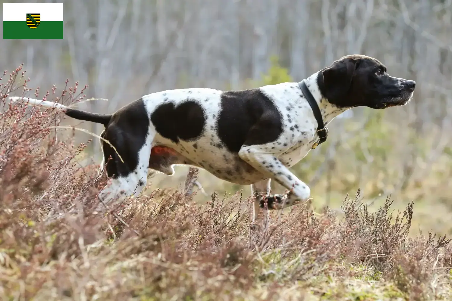 English Pointer cățeluși și crescători de animale Saxonia Aici puteți găsi crescători de Pointeri Englezi în Saxonia.