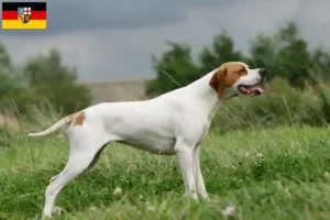 Read more about the article English Pointer crescători și căței în Saarland