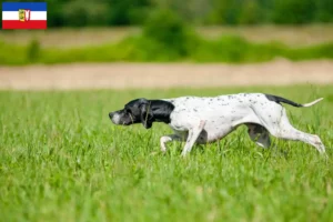 Read more about the article English Pointer crescători și căței în Schleswig-Holstein
