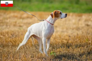 Read more about the article English Pointer crescători și căței în Thuringia