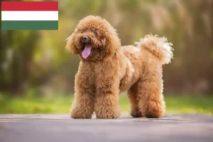 Read more about the article Crescători de pudeli și căței în Ungaria