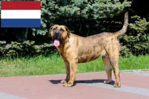 Read more about the article Presa Canario crescători și căței în Olanda