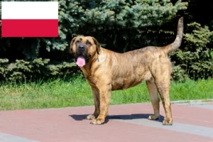 Read more about the article Presa Canario crescători și căței în Polonia