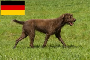 Read more about the article Pudelpointer crescători și căței în Germania