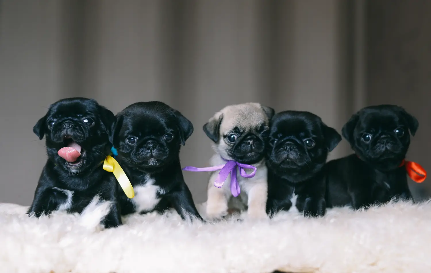 Cumpărarea unui cățeluș pug înseamnă asumarea responsabilității! Cumpărați cățeluși pug.