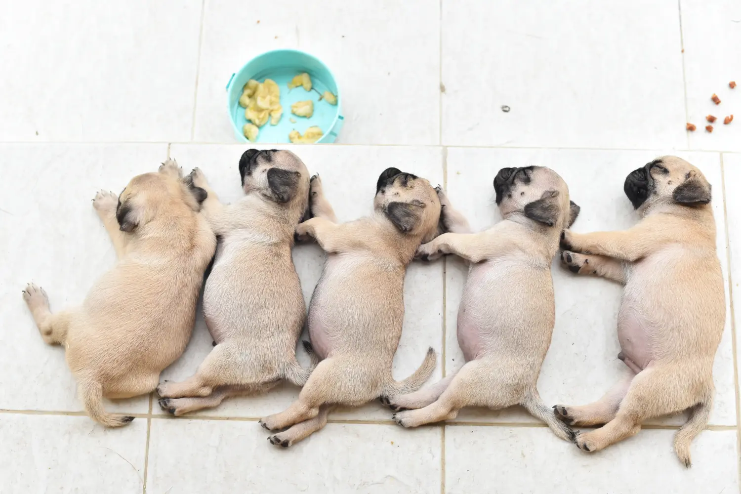 Cumpărarea unui cățeluș pug înseamnă asumarea responsabilității! Cumpărați cățeluși pug.