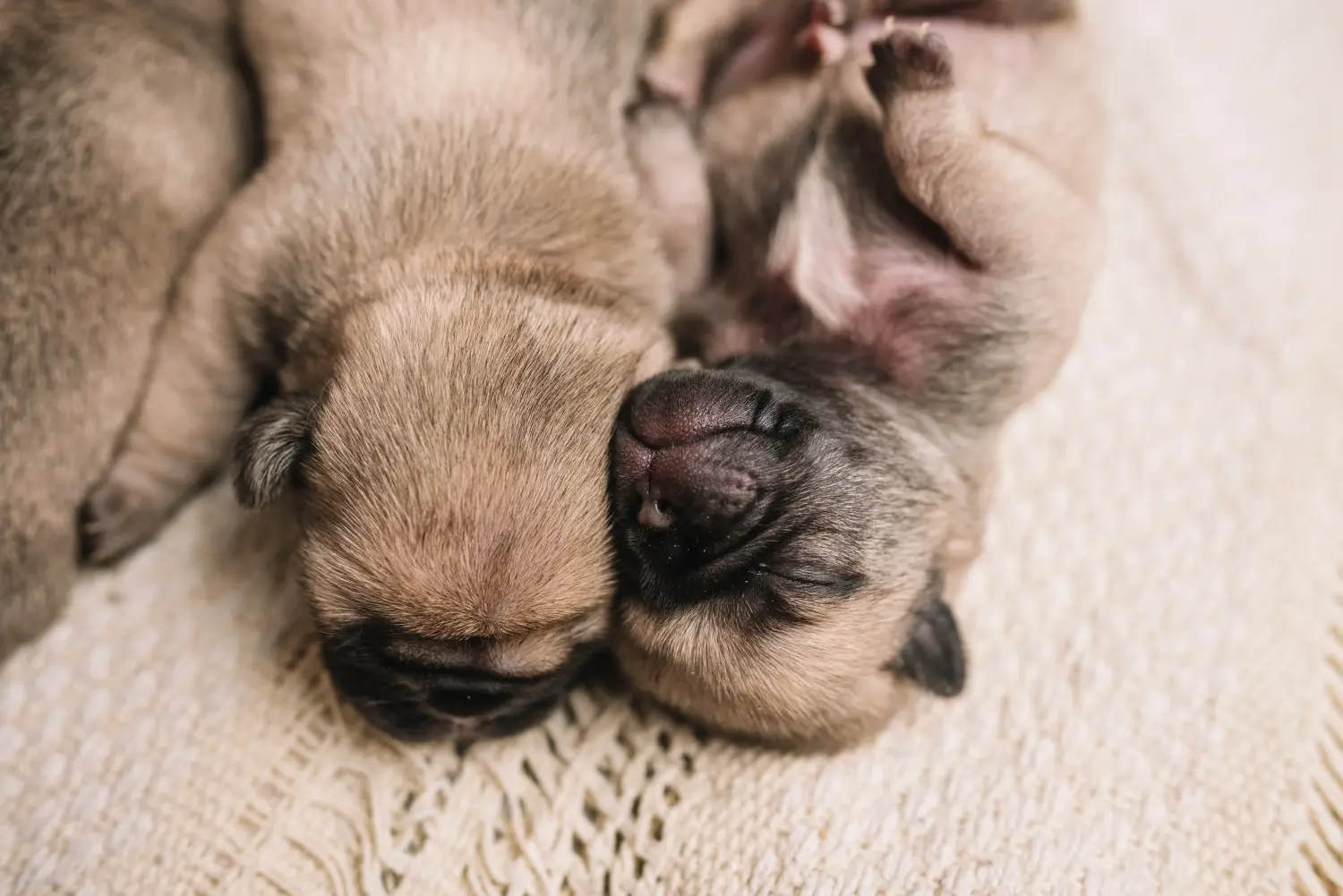 Cumpărarea unui cățeluș pug înseamnă asumarea responsabilității! Cumpărați cățeluși pug.