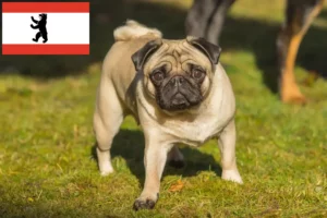 Read more about the article Pug crescători și căței în Berlin