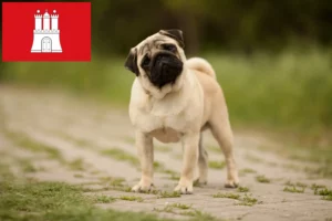 Read more about the article Pug crescători și căței în Hamburg