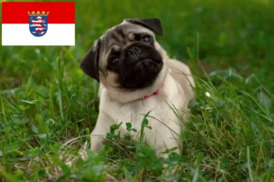 Read more about the article Pug crescători și căței în Hessen