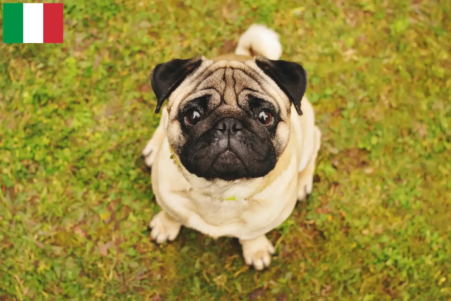 Pug căței și crescători Italia Aici puteți găsi crescători de Pugs în Italia.